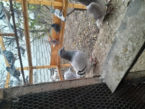 Voiajori standard de zbor  - imagine 3