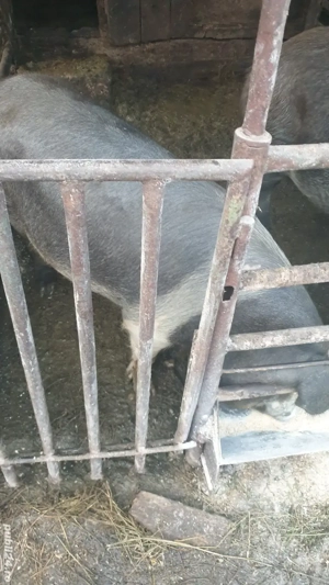 Porci bazna