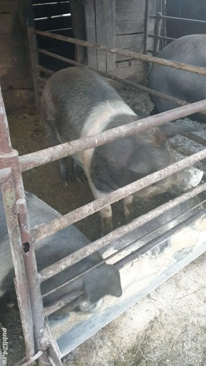 Porci bazna - imagine 3