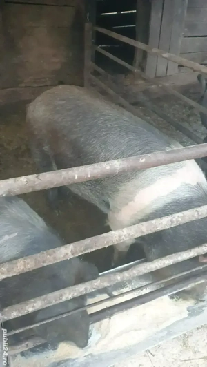 Porci bazna - imagine 2