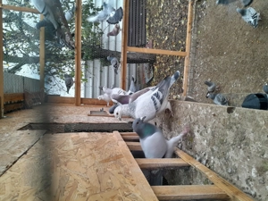 Voiajori standard de zbor  - imagine 4