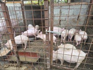 Purcei de vânzare  - imagine 2