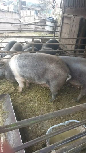 Porci bazna - imagine 4