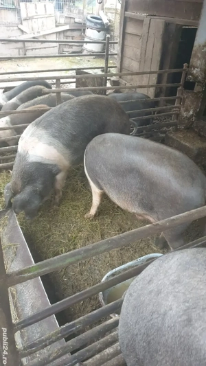 Porci bazna - imagine 5