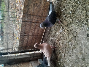 Voiajori standard de zbor  - imagine 5