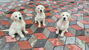 Pui Golden Retriever cu Pedigree - imagine 2