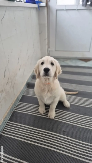 Pui Golden Retriever cu Pedigree - imagine 5