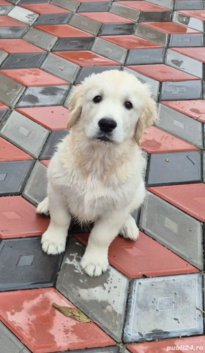 Pui Golden Retriever cu Pedigree