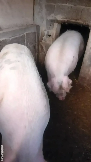 Porci de vanzare!   - imagine 4