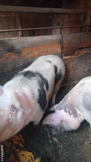 Porci de vanzare!   - imagine 5