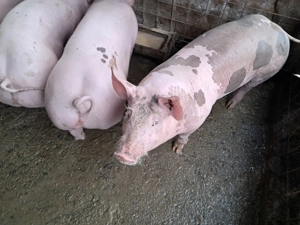 Purcei  ( din imagine ) de vânzare, vârsta  3,5 luni, greutate cca. 50 kg  buc. - imagine 3