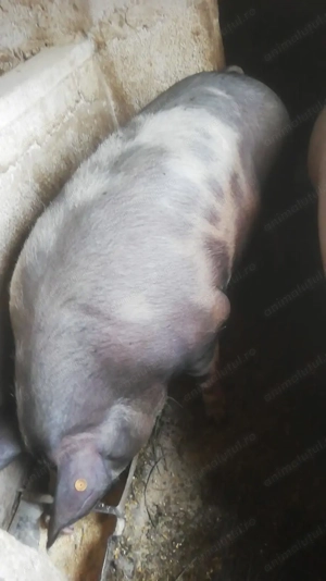 De vanzare - Porci de carne, rasa Pietrain! CALITATE GARANTATA! - imagine 2