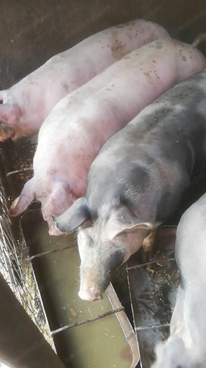 De vanzare - Porci de carne, rasa Pietrain! CALITATE GARANTATA!