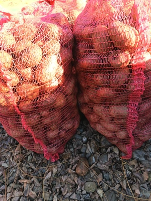 Cartofi productie proprie