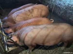 Vind Porci  - imagine 4