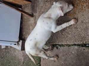 Femelă dog argentinian 2 vaccinuri 3 deparazitări  - imagine 3