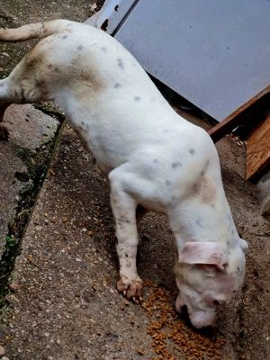 Femelă dog argentinian 2 vaccinuri 3 deparazitări 