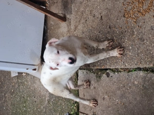 Femelă dog argentinian 2 vaccinuri 3 deparazitări  - imagine 2