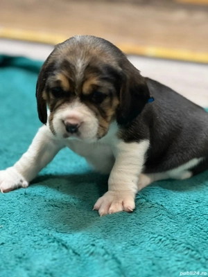 căței beagle tricolori 