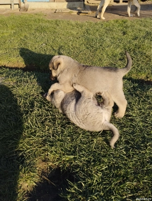 Căței kangal de vânzare 