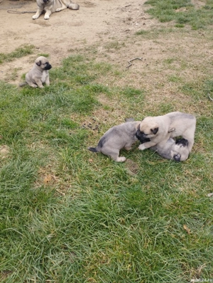 Căței kangal de vânzare  - imagine 3