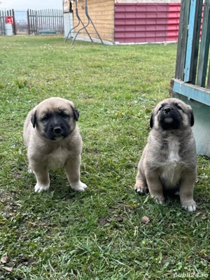 Căței kangal de vânzare  - imagine 4