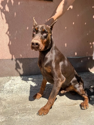 Câine rasă Doberman  - imagine 2
