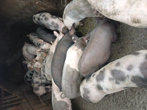 Vand porci pt sacrificat sau tinut - imagine 2