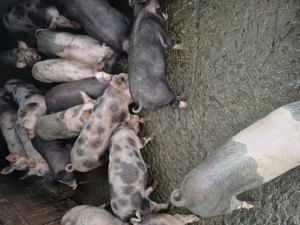 Vand porci pt sacrificat sau tinut