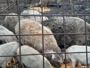 vând porci mangalita  - imagine 2