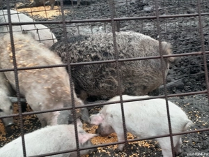 vând porci mangalita  - imagine 3