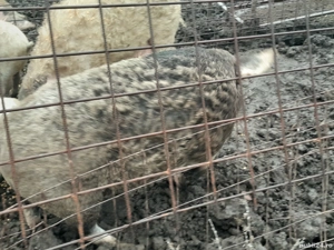 vând porci mangalita 