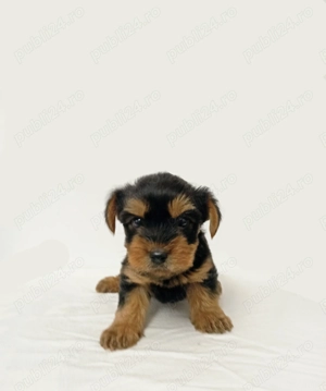Yorkshire Terrier baiat & fetita