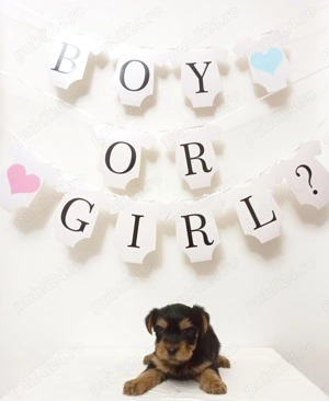 Yorkshire Terrier baiat & fetita - imagine 4