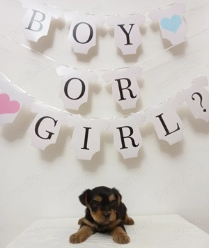 Yorkshire Terrier baiat & fetita - imagine 3