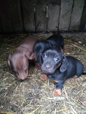 vand catei teckel  - imagine 3