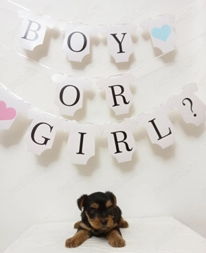 Yorkshire Terrier baiat & fetita - imagine 2