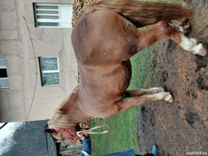 Vând iapă  - imagine 2