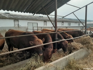 vând  tauras  angus jumătăți sau sferturi 