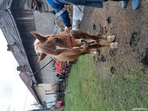 Vând iapă  - imagine 3