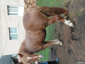 Vând iapă  - imagine 5