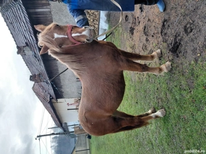 Vând iapă  - imagine 4