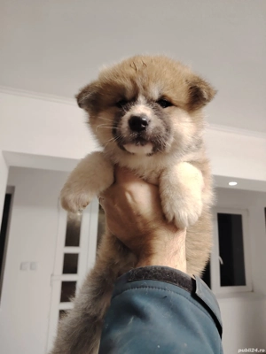 Akita Inu disponibili - imagine 4
