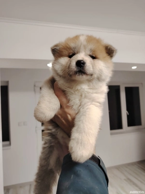 Akita Inu disponibili - imagine 2