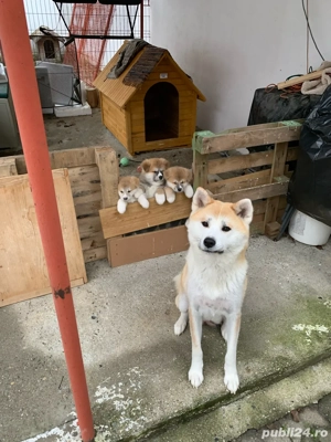 Akita Inu pui deosebiti  de vanzare