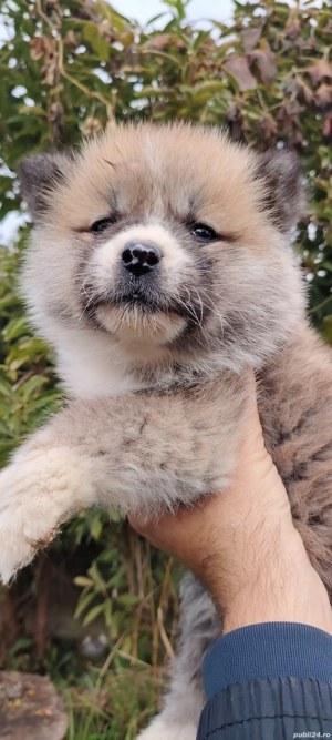 Akita Inu disponibili - imagine 5