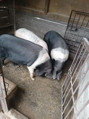 Porci rasa marele alb și bazna 