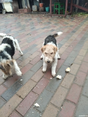 căței FoxTerrier 