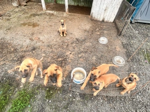 Ciobanesc belgian malinoi - imagine 4