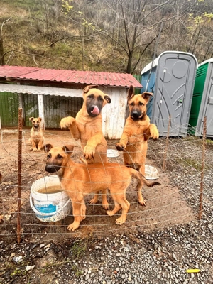 Ciobanesc belgian malinoi - imagine 2